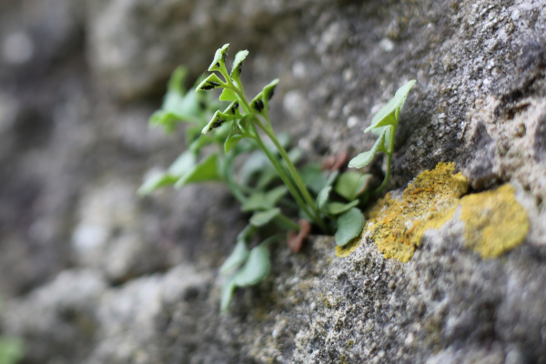 Rue des murailles (Asplenium ruta-muraria) &copy; Nicolas Macaire / LPO